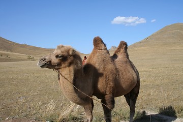 Image showing Camel in the steps of Mongolia