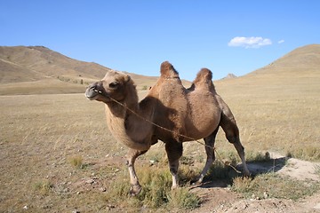Image showing Camel in the steps of Mongolia