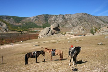 Image showing Horses at Turtle Rock