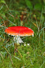 Image showing fly agaric