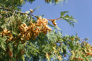 Image showing Thuya branch with ripe cones