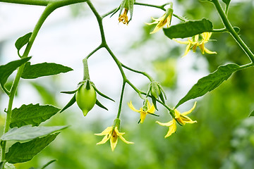 Image showing Tomatoes flowers and green fruits close up