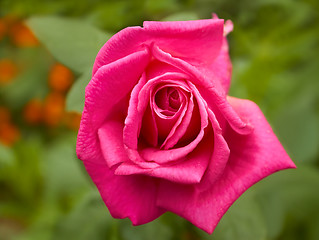Image showing Bright pink rose closeup in flowerbed