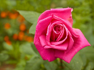 Image showing Bright pink rose in flowerbed