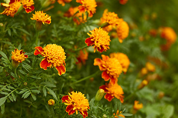 Image showing Blossoming marigold in bed