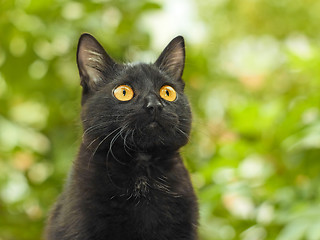 Image showing Black cat on green foliage background