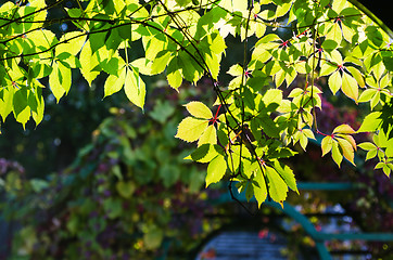 Image showing Leaves of virginia creeper (Parthenocissus quinquefolia), closeu