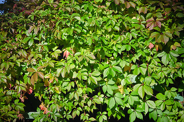 Image showing Leaves of virginia creeper (Parthenocissus quinquefolia), closeu