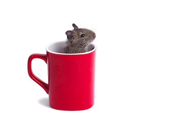 Image showing Degu in a Mug