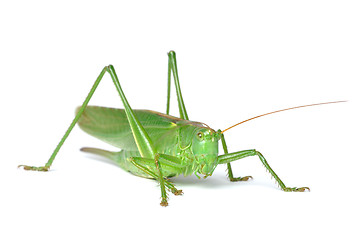 Image showing Grasshopper