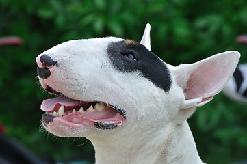 Image showing Young Bull Terrier