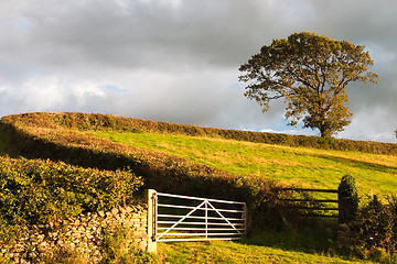 Image showing On the pasture