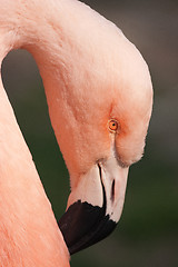 Image showing Cuban Flamingo