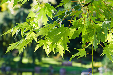 Image showing The leaves of the Japanese maple, close-up 