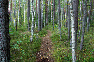 Image showing Path in the forest 