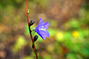 Image showing Blue flower