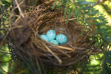 Image showing chipping sparrow eggs