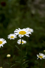 Image showing Daisy