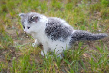 Image showing Scardy Cat