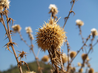 Image showing Wild Flowers