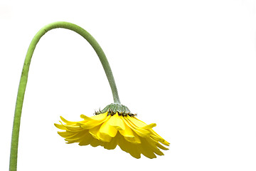 Image showing Sad Flower