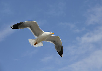 Image showing flying herring gull