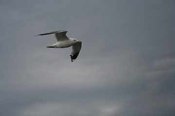 Image showing Seagull