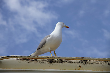 Image showing herring gull on a boat deck