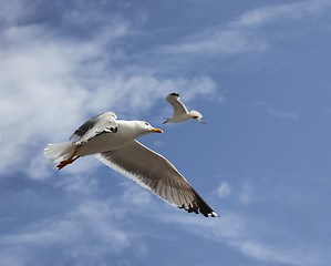 Image showing flying herring gull