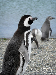 Image showing Magellan penguins in Patagonia