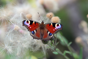 Image showing Butterfly on the plant.