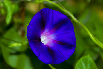 Image showing Convolvulus