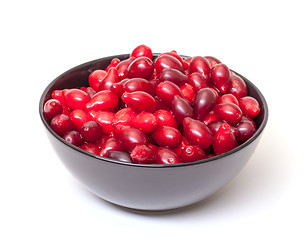 Image showing Dogberry in Bowl