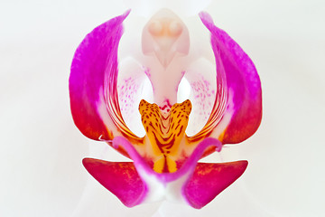 Image showing The orchid