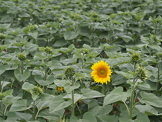 Image showing Lone sunflower