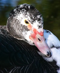 Image showing B&W Duck