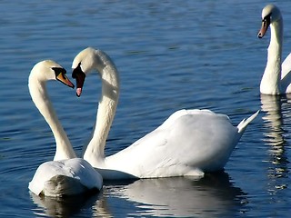 Image showing Swan Heart