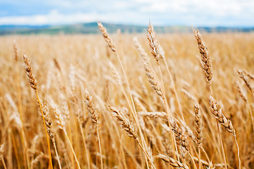 Image showing Wheat field