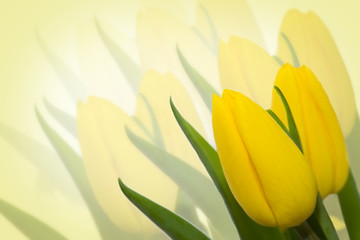 Image showing Yellow tulips