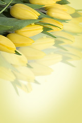 Image showing Yellow tulips