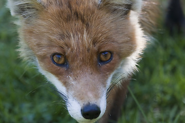 Image showing staring eyes