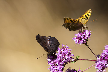 Image showing butterflies