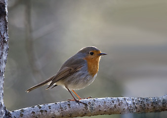 Image showing robin