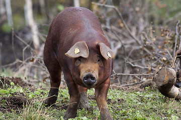 Image showing pig