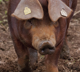 Image showing close up of pigs head