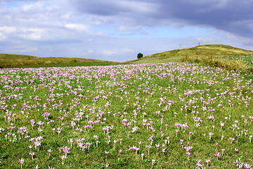 Image showing meadow with autumn crocus