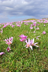 Image showing purple autumn crocus