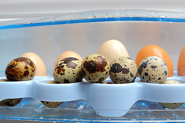 Image showing quail eggs in the fridge
