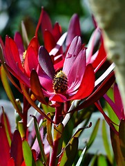 Image showing Protea blossom