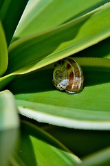 Image showing Snail on yuca leaf
